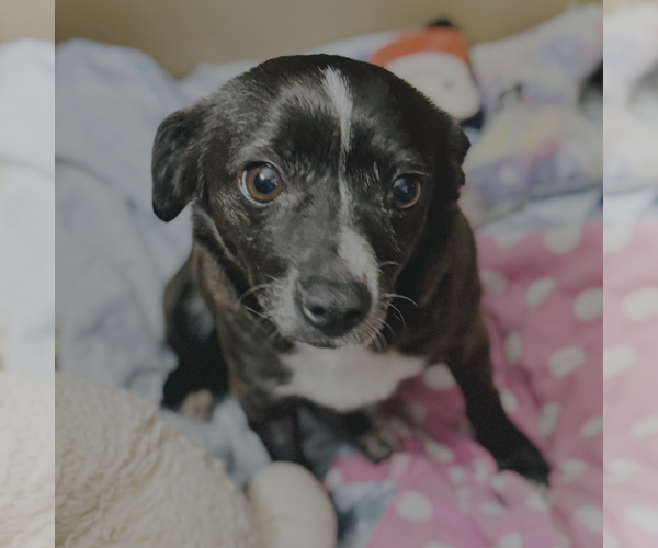 Medium Photo #3 Chihuahua-Unknown Mix Puppy For Sale in Bellevue, WA, USA