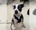 Small Staffordshire Bull Terrier