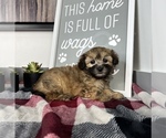 Small Photo #4 Maltipoo Puppy For Sale in FRANKLIN, IN, USA