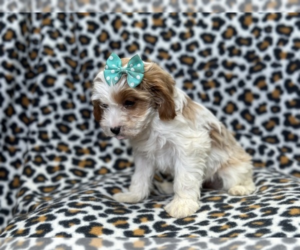 Medium Photo #3 Cavapoo Puppy For Sale in LAKELAND, FL, USA