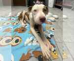 Small #9 American Staffordshire Terrier Mix