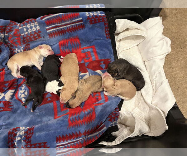 Medium Photo #6 Shepradors Puppy For Sale in Princeton, MN, USA