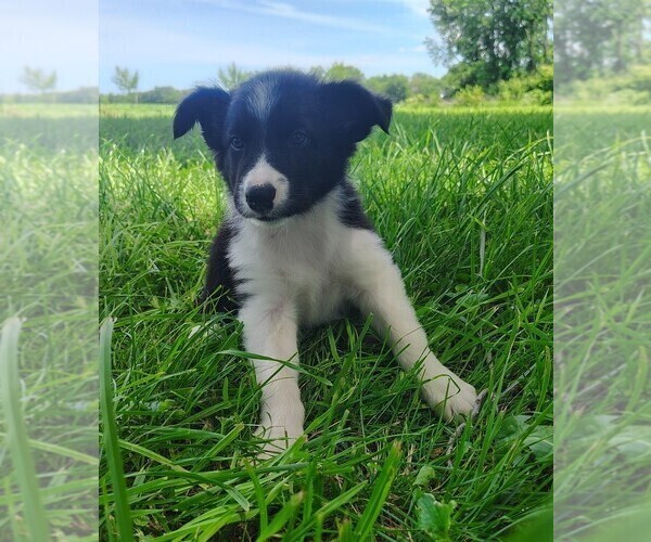 Medium Photo #117 Border Collie Puppy For Sale in NORBORNE, MO, USA