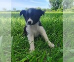Small Photo #117 Border Collie Puppy For Sale in NORBORNE, MO, USA