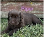 Puppy Piper Newfoundland