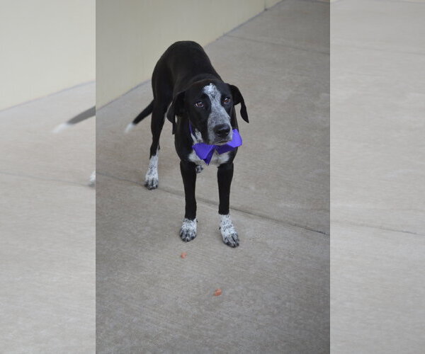 Medium Photo #3 Mutt Puppy For Sale in McKinney, TX, USA