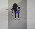 Small #2 Mutt
