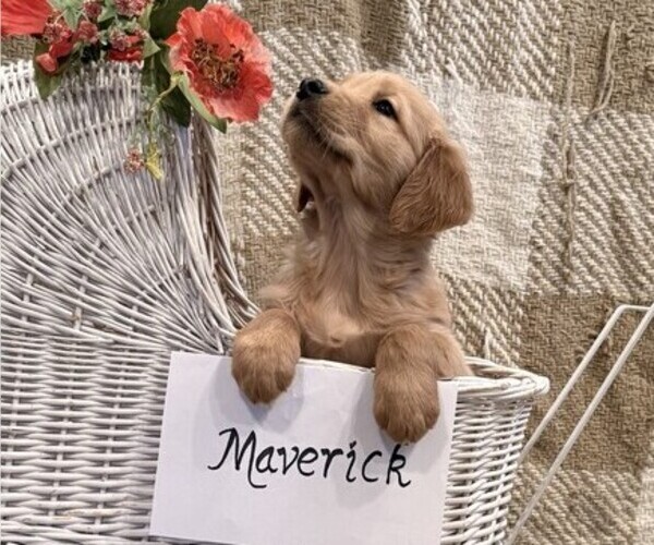 Medium Photo #4 Golden Retriever Puppy For Sale in OWEN, WI, USA