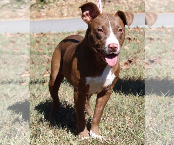 Medium Photo #1 Mutt Puppy For Sale in Prattville, AL, USA