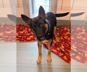 German Shepherd Dog Dogs for adoption in Baytown, TX, USA