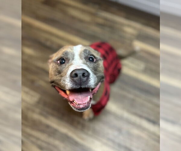 Medium Photo #7 Mutt Puppy For Sale in Royse City, TX, USA