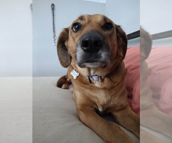 Medium Photo #3 Mutt Puppy For Sale in Boston, MA, USA