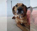 Small #2 Mutt
