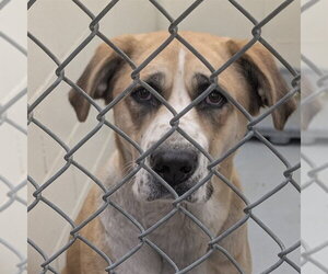 Mastiff-Unknown Mix Dogs for adoption in Anchorage, AK, USA