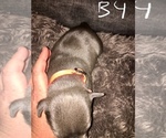 Small Photo #20 American Bully Puppy For Sale in PEWEE VALLEY, KY, USA