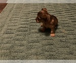 Small Photo #13 Yorkshire Terrier Puppy For Sale in FOREST HILL, TX, USA