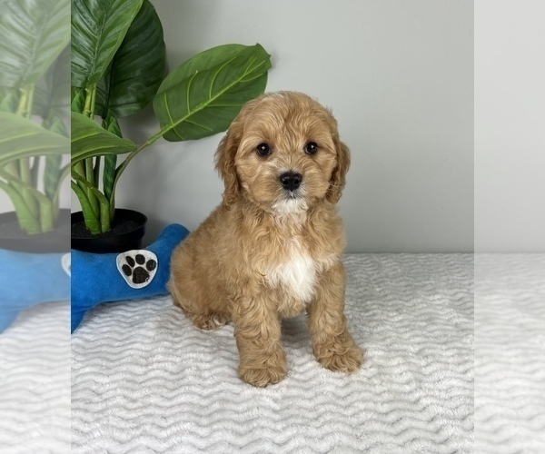 Medium Photo #1 Cockapoo Puppy For Sale in FRANKLIN, IN, USA