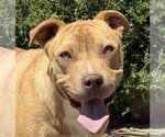 Small American Staffordshire Terrier