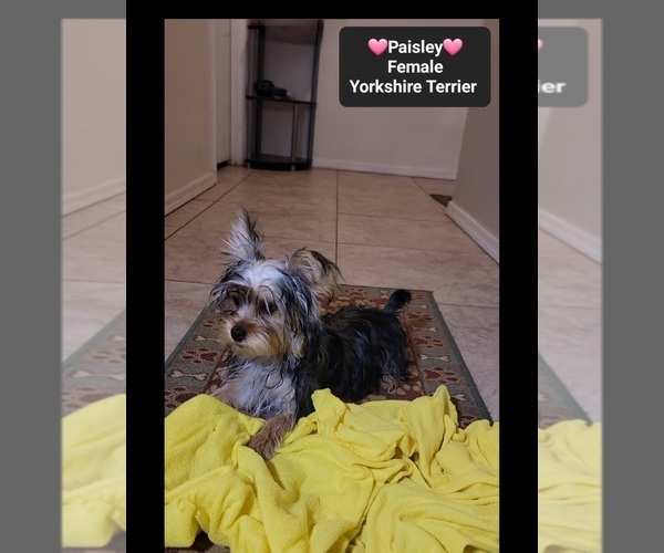Medium Photo #2 Yorkshire Terrier Puppy For Sale in TUCSON, AZ, USA