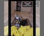 Small #1 Yorkshire Terrier