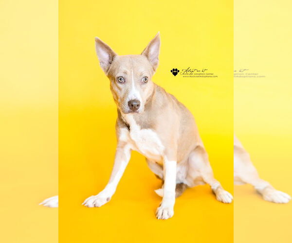 Medium Photo #1 Siberian Husky-Unknown Mix Puppy For Sale in McKinney, TX, USA