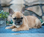 Small Photo #24 French Bulldog Puppy For Sale in MILLERSBURG, OH, USA