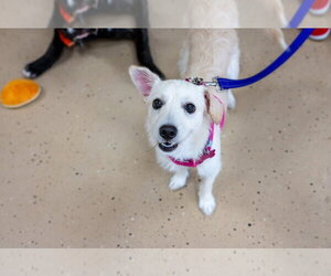 Mae Mae - Female Mutt Dog for Adoption - Photo #11