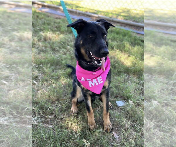 Medium Photo #4 German Shepherd Dog-Unknown Mix Puppy For Sale in Euless, TX, USA