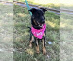 Small #3 German Shepherd Dog Mix