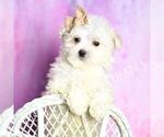 Small Photo #38 Maltipoo (Miniature) Puppy For Sale in WARSAW, IN, USA