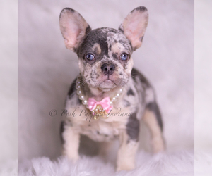 Medium French Bulldog