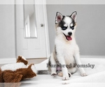 Small #5 Pomsky