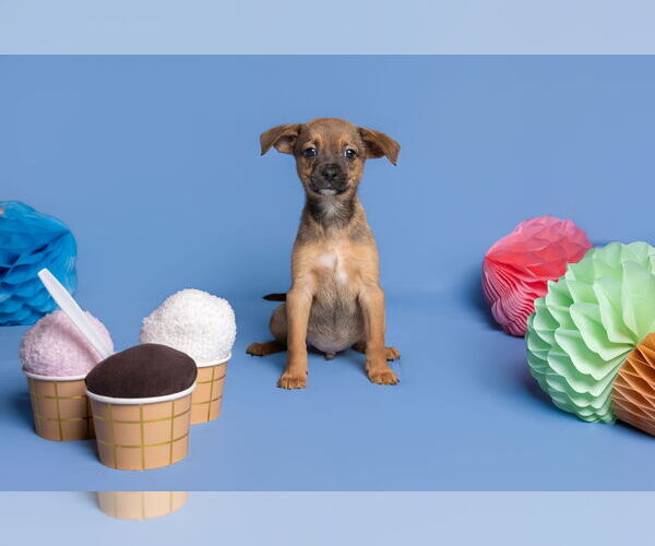 Medium Photo #6 Chihuahua-Unknown Mix Puppy For Sale in McKinney, TX, USA