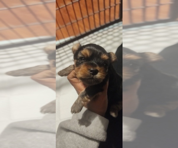 Medium Photo #3 Yorkshire Terrier Puppy For Sale in CLEVELAND, OH, USA