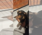 Small #2 Yorkshire Terrier