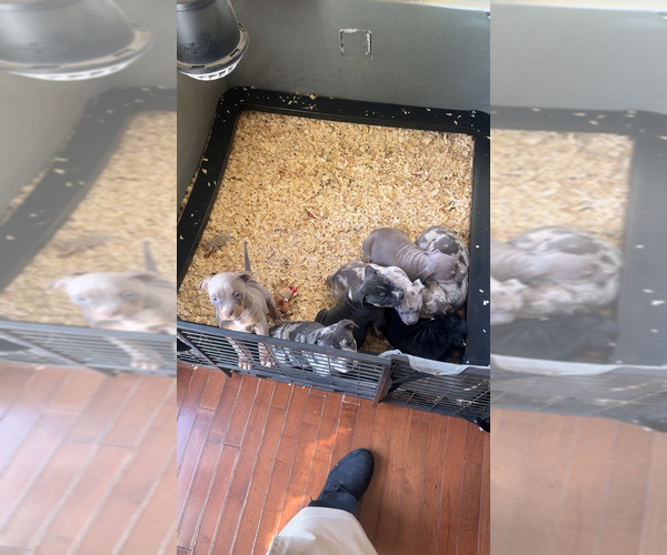 Medium Photo #1 American Bully Puppy For Sale in TROY, NY, USA