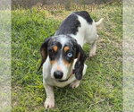 Small #10 Dachshund