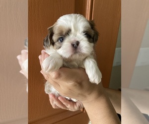 Shih Tzu Puppy for sale in SAN JOSE, CA, USA