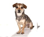 Small #2 Chihuahua