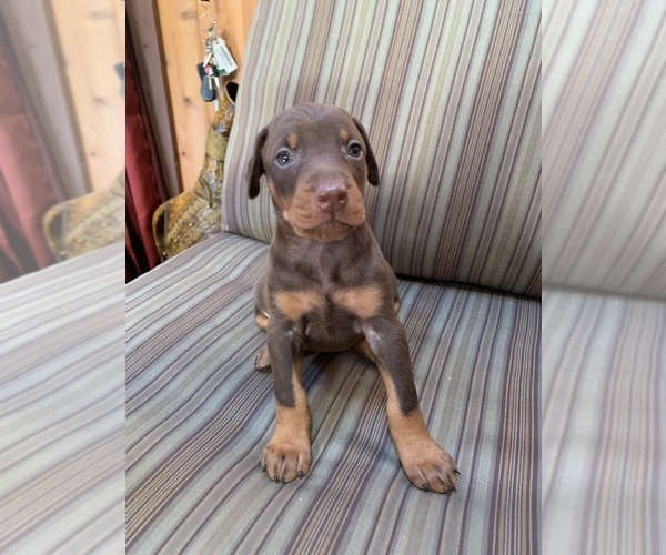 Medium Photo #8 Doberman Pinscher Puppy For Sale in SCAPPOOSE, OR, USA