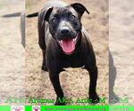 Small #6 American Staffordshire Terrier-Labrador Retriever Mix