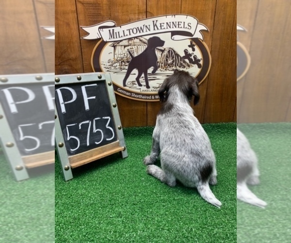 Medium Photo #4 German Wirehaired Pointer Puppy For Sale in JACKSONVILLE, FL, USA
