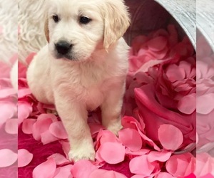 English Cream Golden Retriever Puppy for sale in NORTH HIGHLANDS, CA, USA
