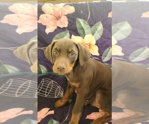Doberman Pinscher Puppy for sale in KINGS MOUNTAIN, NC, USA