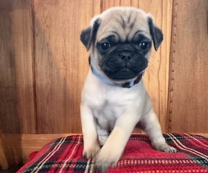 Pug Puppy for sale in MITCHELL, OR, USA