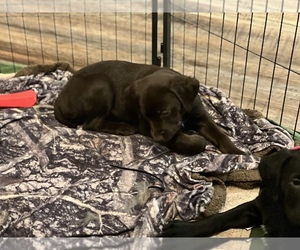 American Gointer-German Shorthaired Pointer Mix Puppy for sale in HENDERSONVILLE, TN, USA