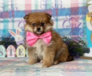 Pomeranian Puppy for sale in LANCASTER, PA, USA