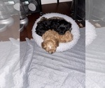 Small Photo #13 Cavachon Puppy For Sale in OLYMPIA, WA, USA