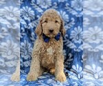 Small #1 Poodle (Standard)