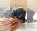 Small Photo #3 Rottweiler Puppy For Sale in OAK GLEN, CA, USA